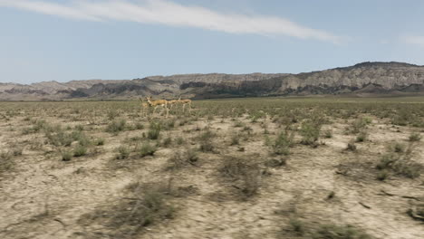 herd of goitered gazelle antelope walking in vashlovani steppe plain