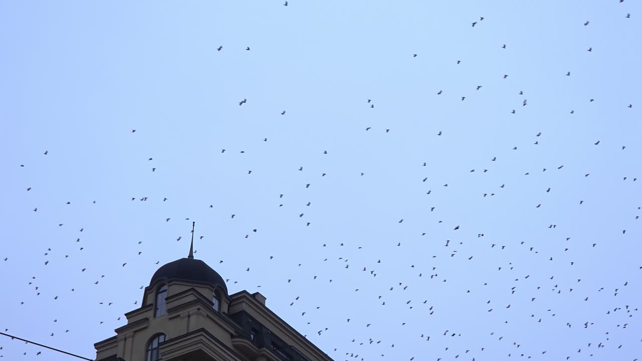 Flock of Birds Soaring Over Historic Building Against Clear Sky