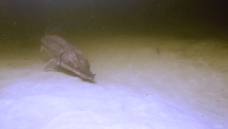 underwater footage of a gulf sturgeon (acipenser oxyrinchus desotoi) 2018