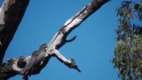 Par-De-Cacatúas-Negras-De-Cola-Roja-Del-Bosque-Con-Polluelos