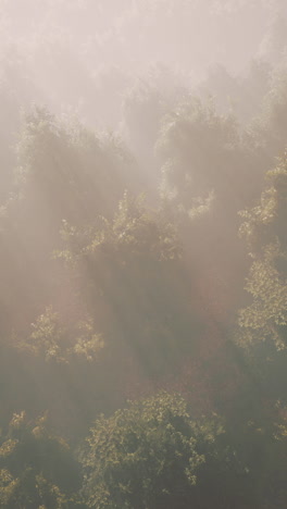 mystical forest fog