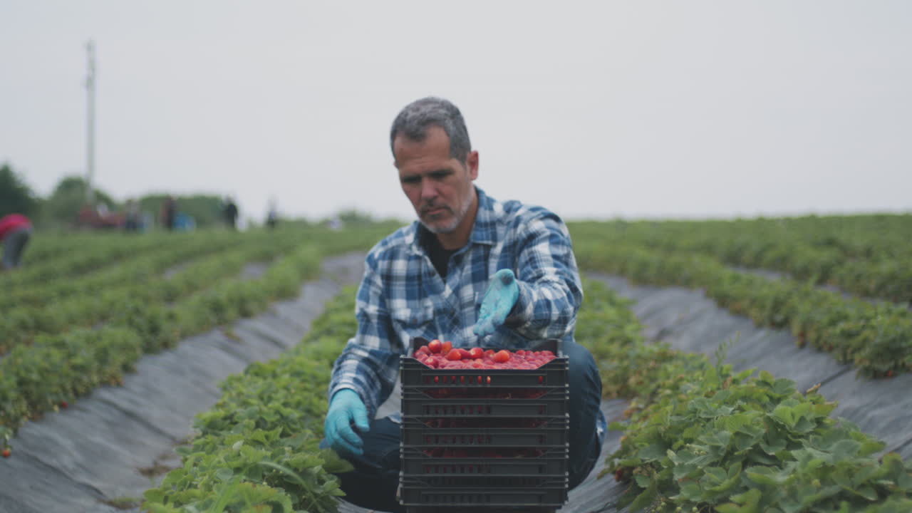 Man Picking Strawberries in a Field