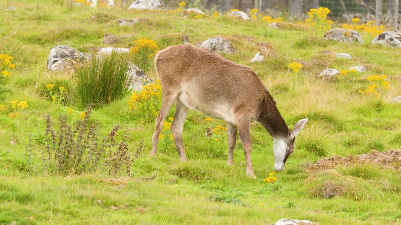 Red deer stag grazes on lush meadow, natural daylight, static camera, tranquil countryside environment