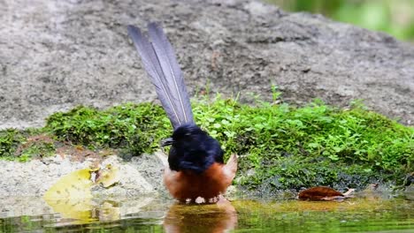 White-rumped-Shama-bathing-in-the-forest-during-a-hot-day,-Copsychus-malabaricus,-in-Slow-Motion