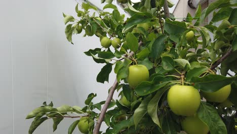 4 k footage of a apple tree in a back yard in queens ny