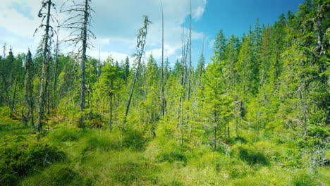 Spaziere-Entlang-Des-Wunderschönen-Unberührten-Orts-Auf-Dem-Sumpf-Pov-Ideo