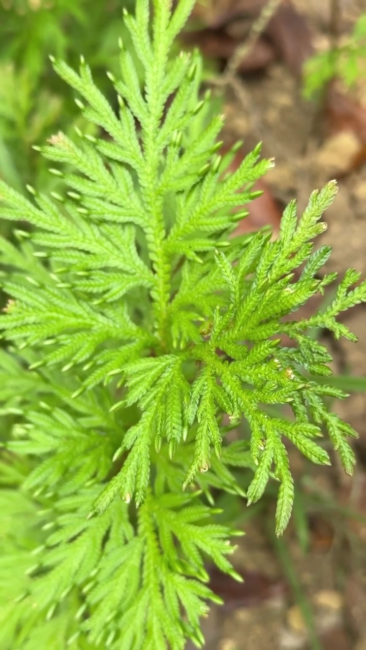 Close-up of Vibrant Green Fern Fronds in Nature
