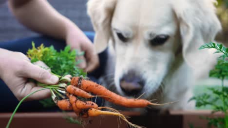 White-golden-retriever-and-home-gardener-playing,-pulling-carrots-and-teasing-dog-from-garden-and-petting-4k