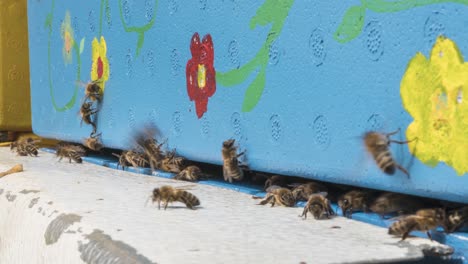 Zeitraffer-Schwärmender-Bienen,-Die-In-Ihren-Blumigen-Bienenstock-Hinein--Und-Herauskommen