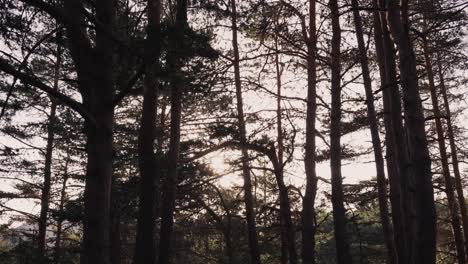 Sun-sparking-behind-the-trees