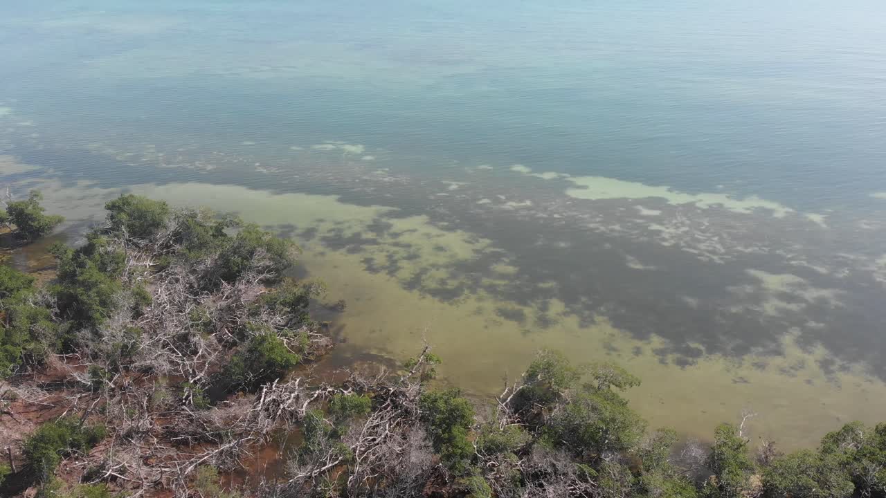 대양 섬 해안선 늪 습지 플로리다 열쇠 맑은 물 어업 주유 휴가 열렬한 여행 공중선 무인 비행기 경사 드러내다 수평선