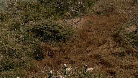 pájaros pelícanos en la playa de la isla rocosa de faro de bucerías en michoacán, méxico