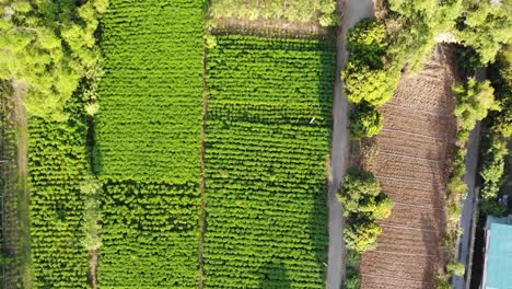 Vista-Aérea-De-Plantaciones-Verdes-En-El-País-Asiático,-Verano