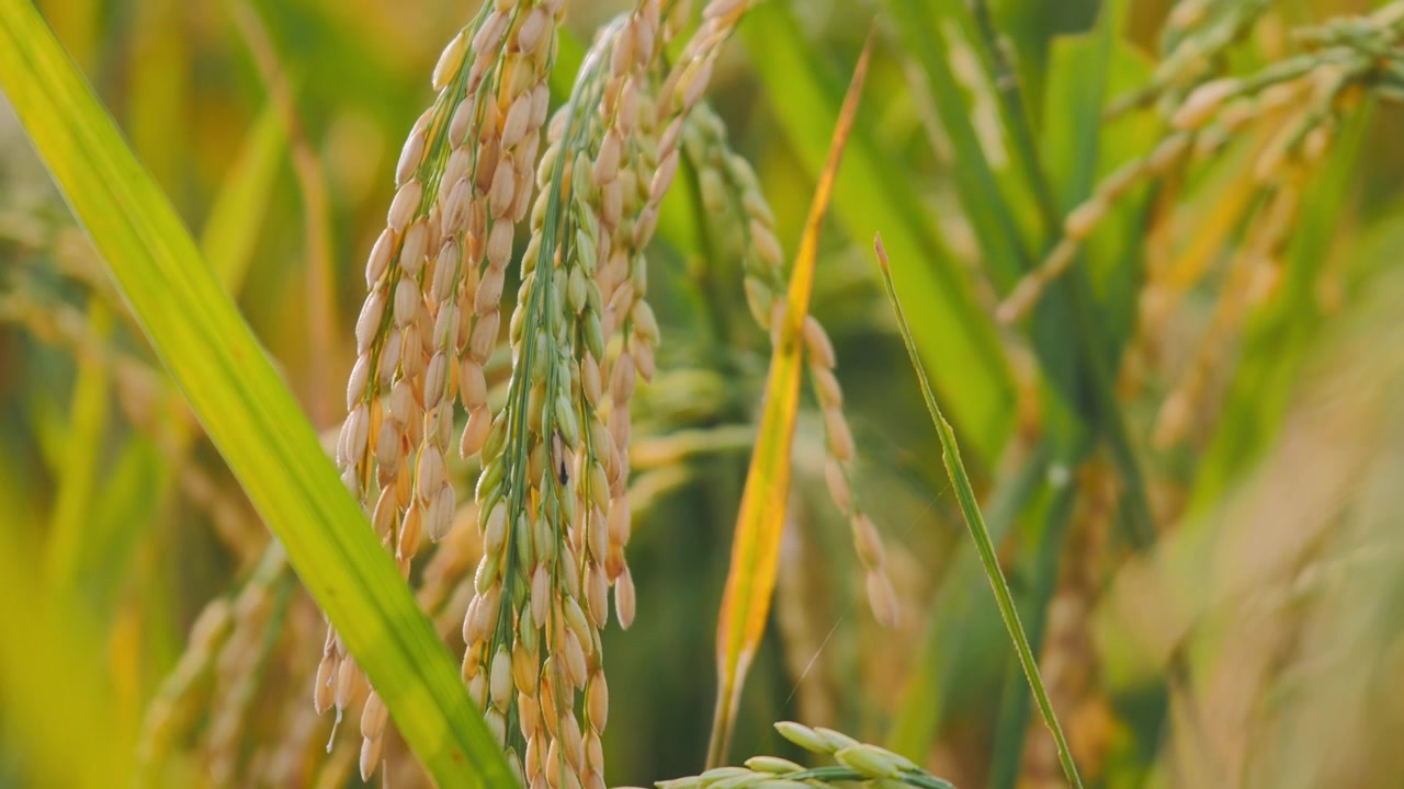 Risaia dorata che ondeggia al vento