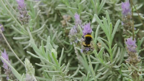 abeja melífera recolecta polen y néctar de la planta de lavanda