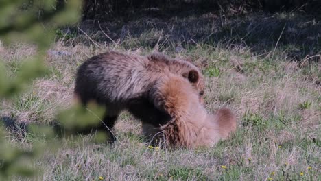 Grizzly-bear-cubs-are-seen-playing-in-the-grass-next-to-a-tall-tree,-appearing-calm-and-alert-as-it-rests-in-its-natural-habitat