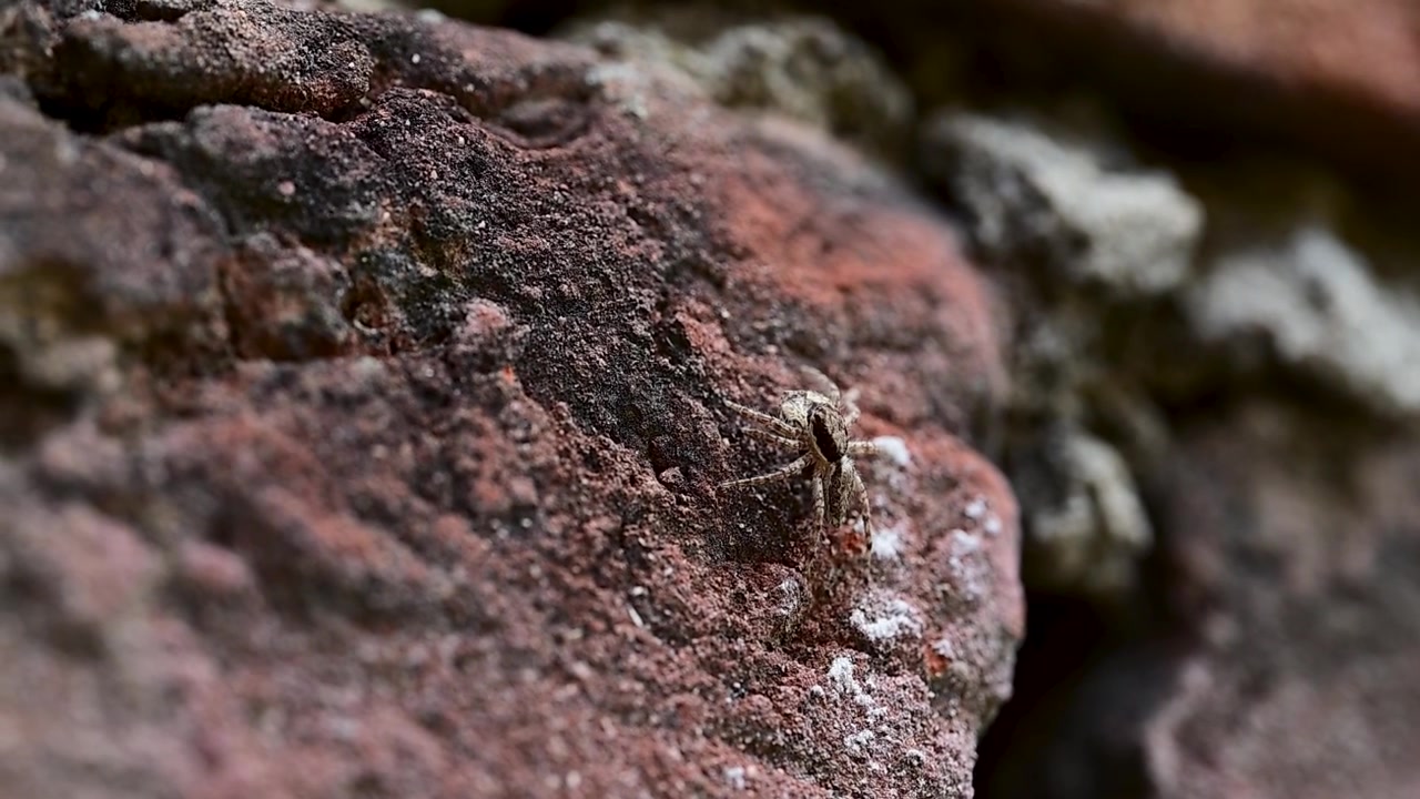 Primo piano macro che mostra le intricate caratteristiche di un ragno saltatore grigio su una superficie testurizzata.