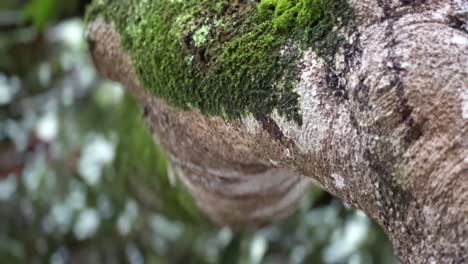 los troncos de los árboles están llenos de musgo y húmedos cuando llueve.