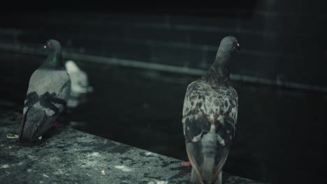 Feral-pigeons-on-edge-of-fountain-in-city