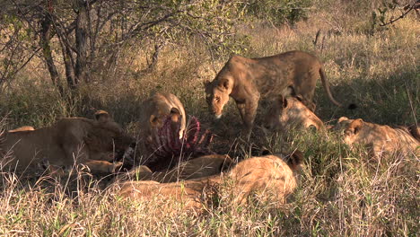 lions finishing the remains of a carcass in a south african wildlife reserve