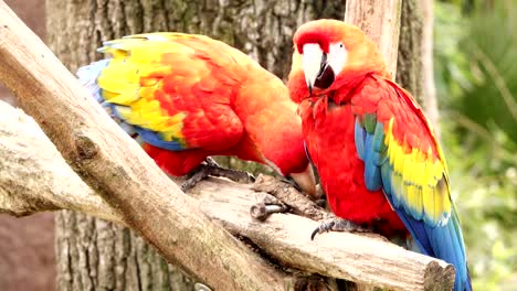 two parrots on a tree branch.