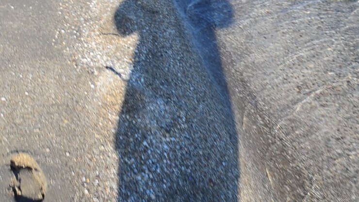 Shadow on the sand. Movement on the beach