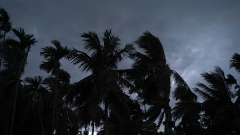 El-árbol-Se-Balancea-En-La-Tormenta