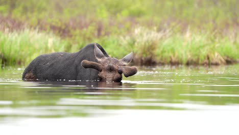 A-bull-moose-has-its-head-nearly-submerged-while-feeding-in-a-pond