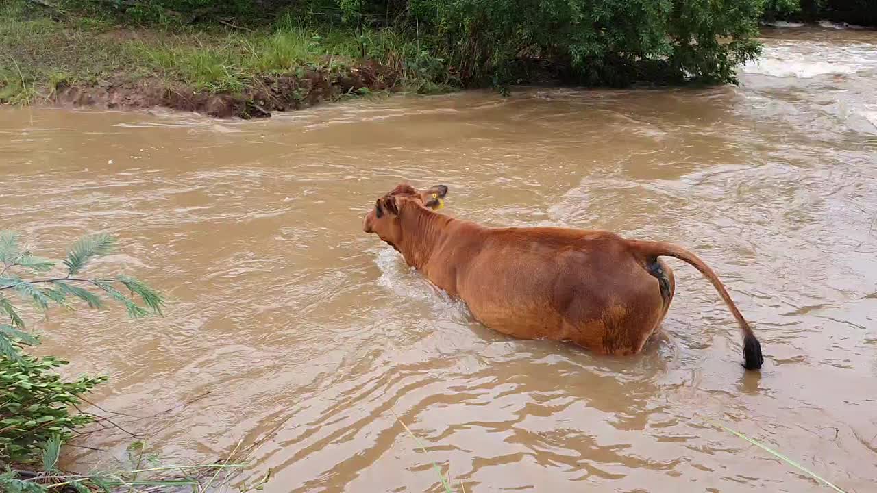 A brown Simbra cow trying to cross a spilled river during flooding heavy rains
