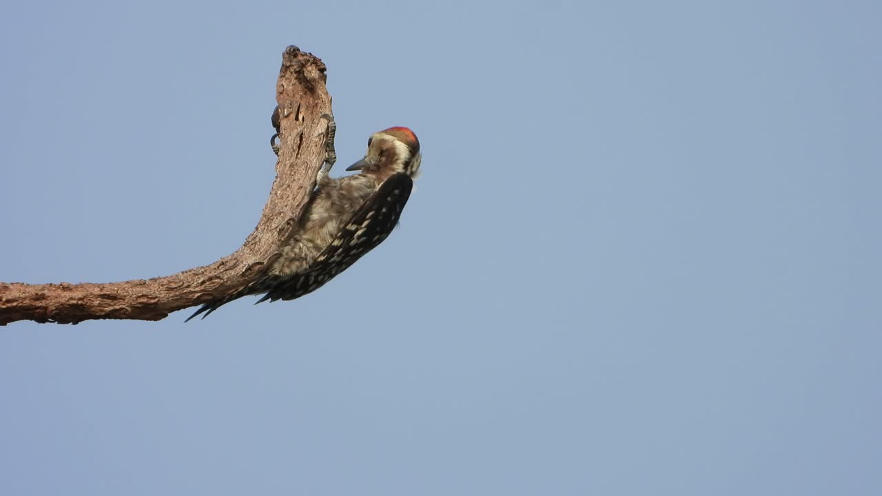 먹이를 찾는 딱따구리 새