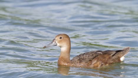 Eine-Solo-Weibchen-Pochard-Mit-Rosa-Schnabel,-Netta-Peposaca,-Die-An-Einem-Sonnigen-Tag-Auf-Einem-Süßwassersumpf-Schwimmt,-Wildtiere-Aus-Nächster-Nähe,-Zeitlupenaufnahme