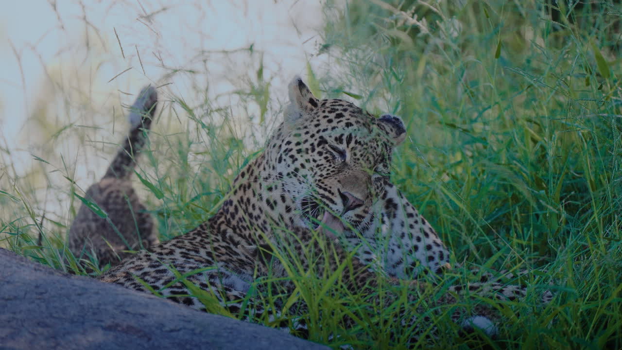 Leopard Cubs Resting in Grass