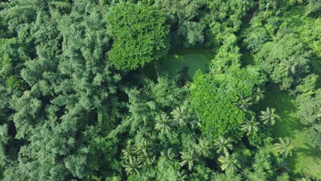 aerial view shot of vast green forest