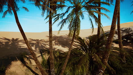 palmeras de oasis en el paisaje desértico