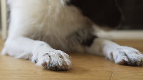 white and black dog puts its head on to the paws