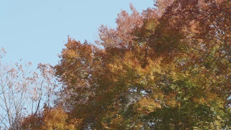 árboles-A-Lo-Largo-Del-Arroyo-Wissahickon-En-Otoño