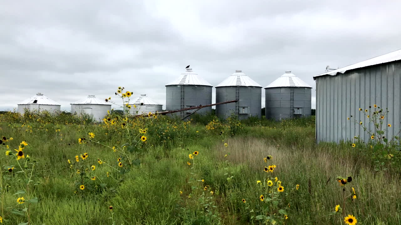 Buzzard sitting on top of a grain bin on a small, rural Kansas farm.