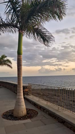 a palm tree at sunset near a calm ocean with a promenade evokes peace and beauty