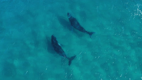 Dos-Hermosas-Ballenas-Jorobadas-En-Un-Agua-Azul-Cristalina