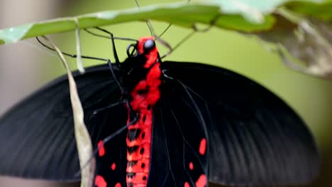 red and black butterfly hanging on the branch