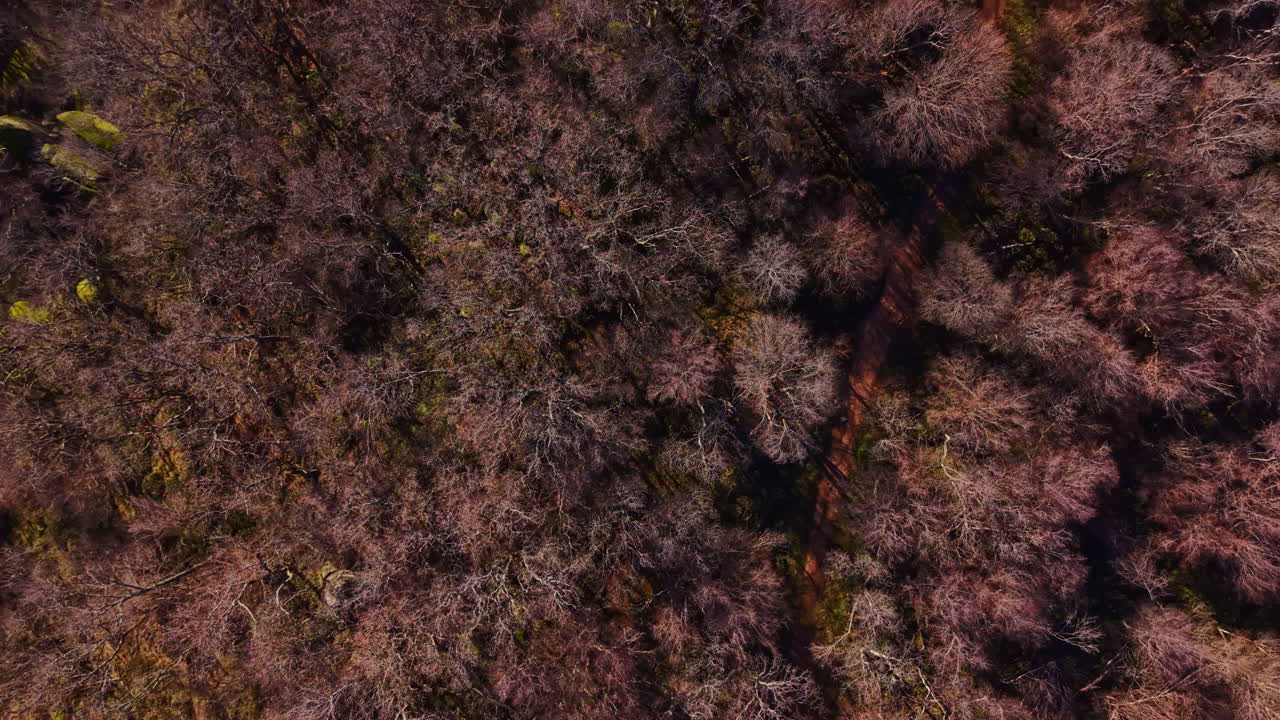 Forest scene with winding path and bare trees in early spring sunlight