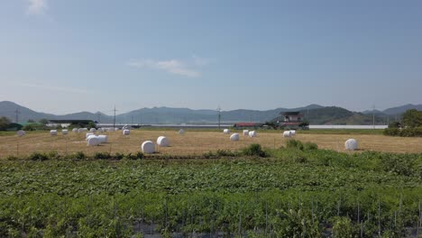 wide establishing view of round hay bales in suncheon, south korea field