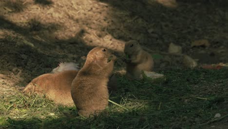 Group-of-prairie-dogs-foraging-and-interacting-in-sunlit-outdoors