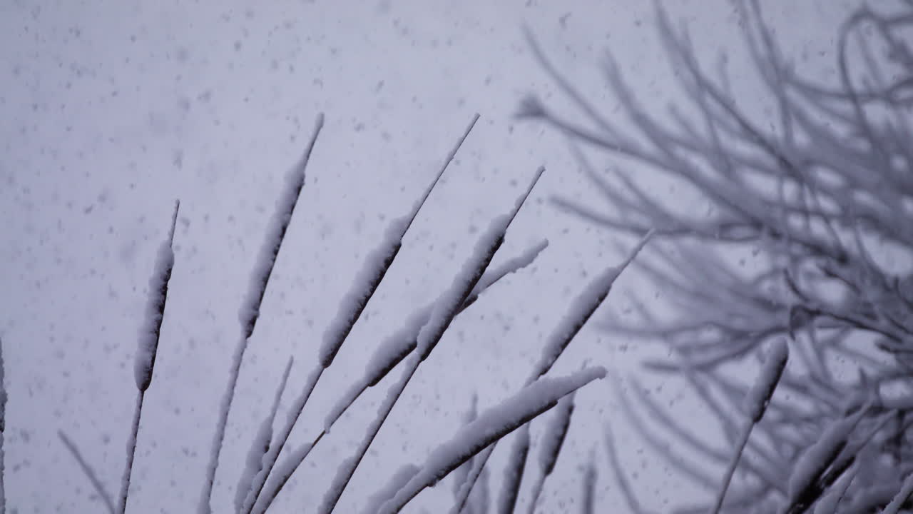 Heavy Snow Falling on Cattails in the Netherlands
