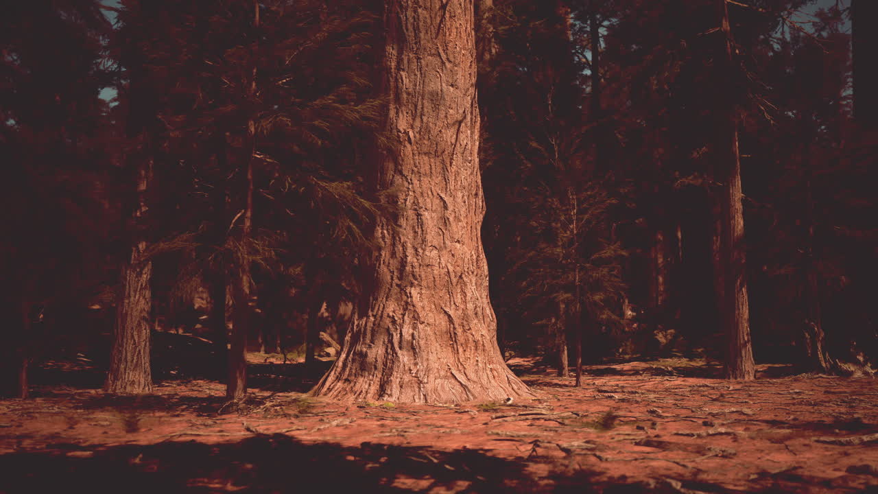 웅장한 나무 숲