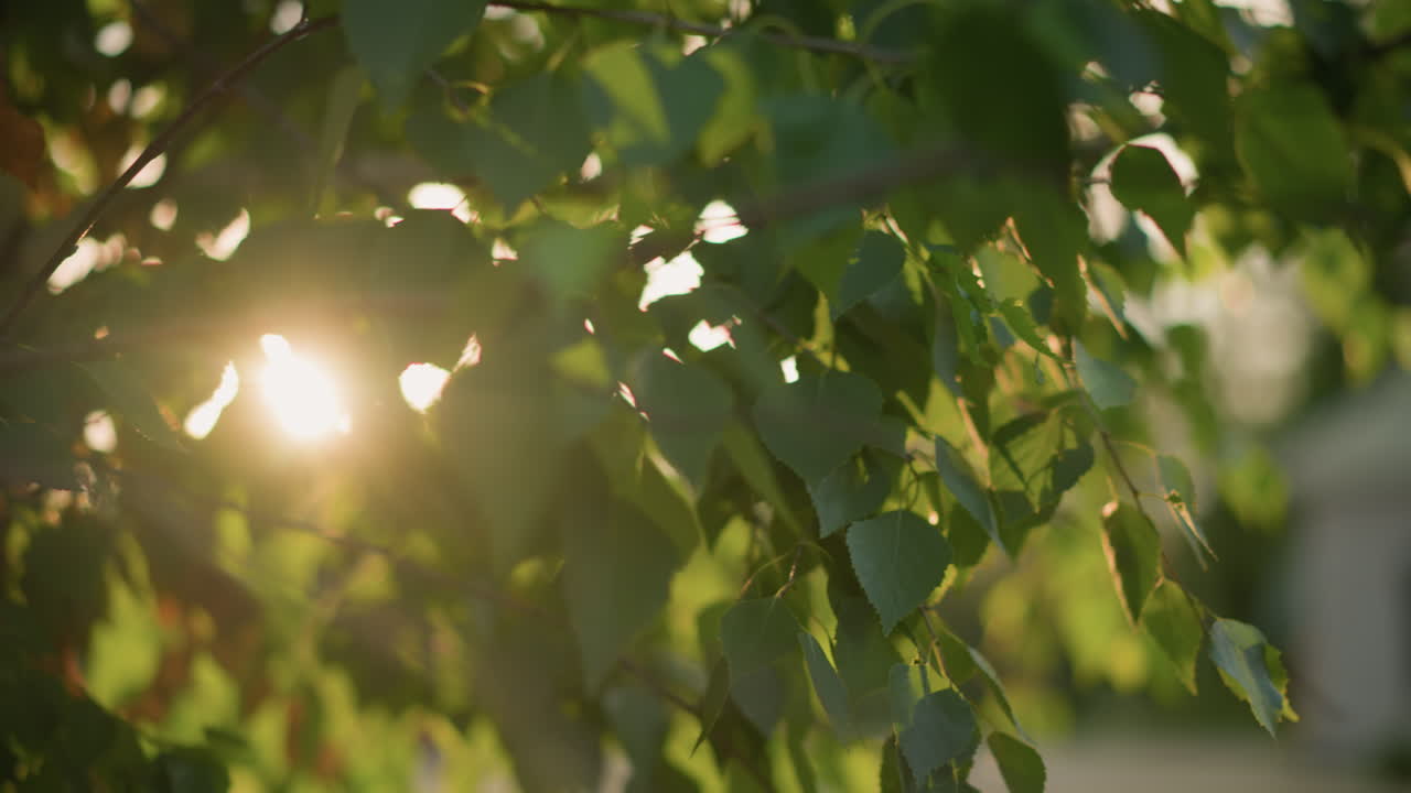 태양 광선이 활기찬 녹색 잎을 통해 부드럽게 필터링하여 약간 흐릿한 배경과 부드럽고 따뜻한 빛을 만니다.