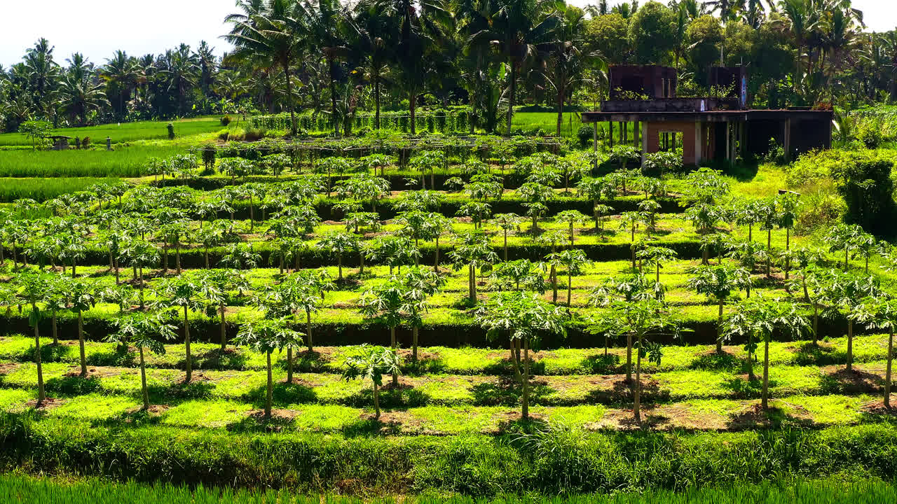 발리 의 열대 농업  ⁇  에 있는  ⁇ 나무 와 함께 있는 파파야 나무 농장