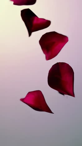 los pétalos de rosas que caen