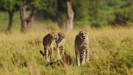 Slow-Motion-of-Close-Up-Cheetah-Family-Walking-in-Long-Savanna-Grass-in-Maasai-Mara,-Kenya,-Africa,-African-Wildlife-Safari-Animals-in-Masai-Mara,-in-Beautiful-Savannah-Landscape-Scenery