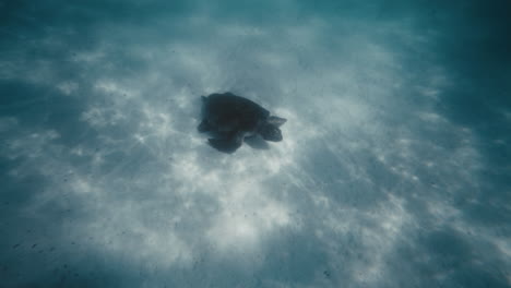 turtle with dark shell and body stands out in stark contrast against sandy bottom with dancing light shimmering in water